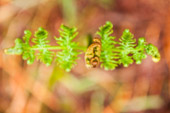 KNP_110528_Scotland_030.jpg